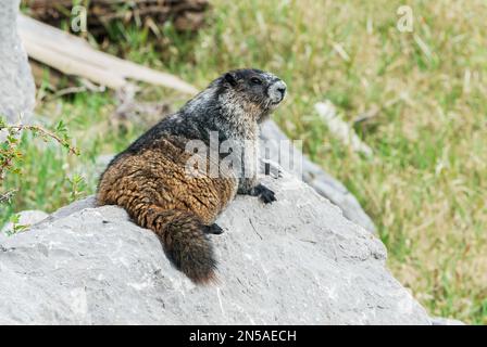 hoary marmot, Marmota caligata, single animal resting on boulder, Medicine Lake, Rocky Mountains, Canada Stock Photo