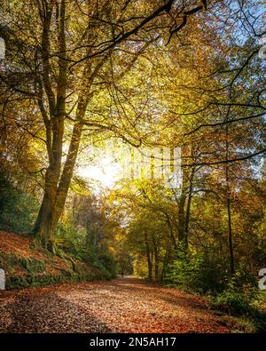 A jogger running along a wide woodland track built for the 15th Earl of Shrewsbury. Autumnal light underneath the beech trees in Staffordshire Stock Photo