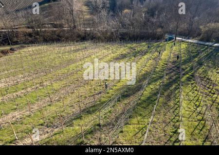 drone aerial view of family of farmers winter pruning vine french system in the hills a sunny cold day Stock Photo