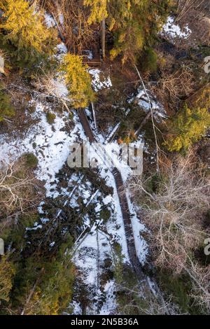 Wooden path through the forest. National park trail. Trees fell on a path. Stock Photo