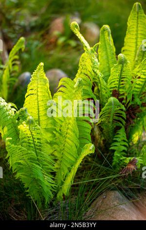 Wood fern plants growing in a garden, new growth of fronds in spring Stock Photo