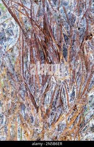 Grass frozen in crystal clear ice. Close-up. Background, texture, pattern. Template for an inscription. Freshness concept Stock Photo