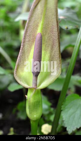 Arum besserianum in spring blooms in the wild in the forest. Stock Photo