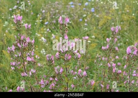 Ononis spinosa grows among grasses in the wild Stock Photo