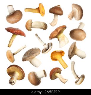 Set of different fresh mushrooms on white background Stock Photo