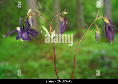 European columbine (Aquilegia vulgaris), blooming, Germany, Bavaria Stock Photo