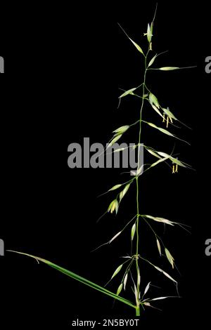 false oat-grass, tall oat-grass, tall oatgrass (Arrhenatherum elatius), panical on black background, Germany Stock Photo