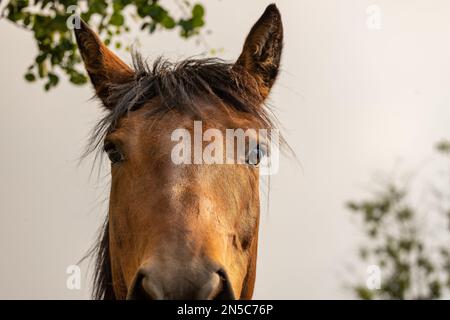 A closeup of the head of a brown horse against blurred background Stock Photo