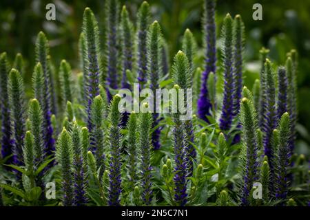 A selective focus shot of spiked speedwells (Veronica spicata) against blurred background Stock Photo