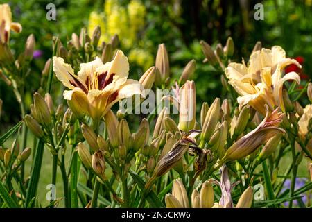 Pale yellow daylilies in a city park in a flower bed Stock Photo