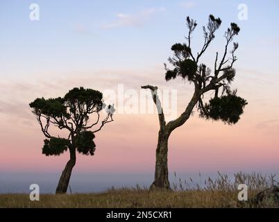 Dracophyllum trees on Chatham Island Stock Photo