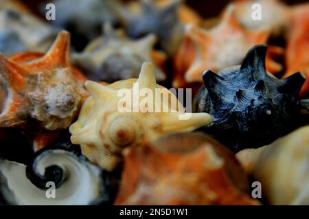 Seashells, Cone Seashell, Conchas Stock Photo