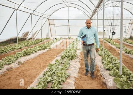 Farmer, clipboard or walking in farming check, greenhouse analytics or lettuce growth research in crop compliance. Agriculture, countryside or garden Stock Photo