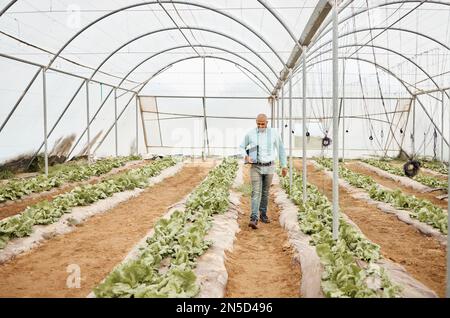 Man, clipboard or walking in farming check, greenhouse analytics or lettuce growth research in crop compliance. Agriculture, countryside or garden Stock Photo