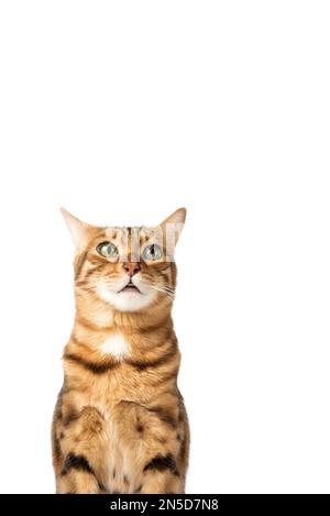 Funny cat face on a white background. Angry or upset pet face Stock Photo