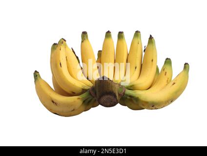 One hand of Lebmuernang bananas isolated on white background Stock Photo