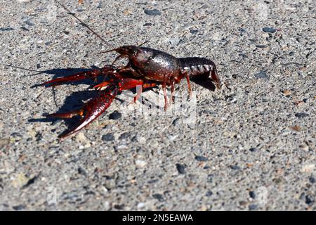Red American crayfish in the Zuidplaspolder where they cause nuisance as a native species Stock Photo