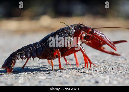 Red American crayfish in the Zuidplaspolder where they cause nuisance as a native species Stock Photo
