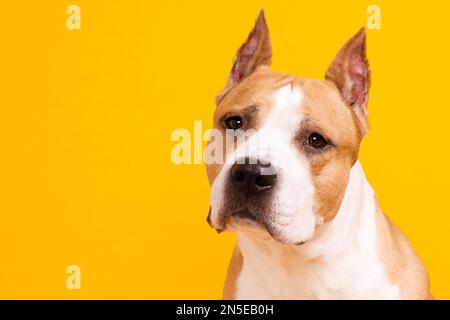 american staffordshire terrier on yellow background Stock Photo