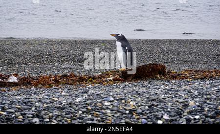 Penguin standing on Martillo Island beside a tree trunk Stock Photo