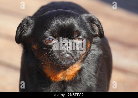 dog breed small brabancon. close-up portrait Stock Photo
