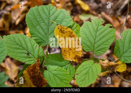 Bright green common hazel leaves on delicate branches beautifully backlit in a woodland. Stock Photo