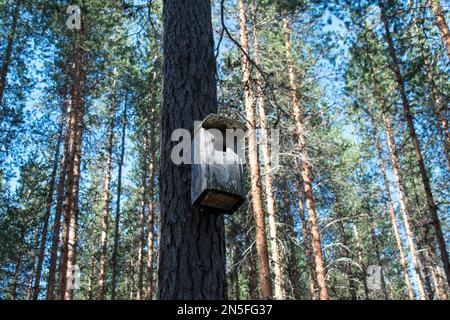 Bird House on a Pine Tree in a Nordic pine Forest. Stock Photo