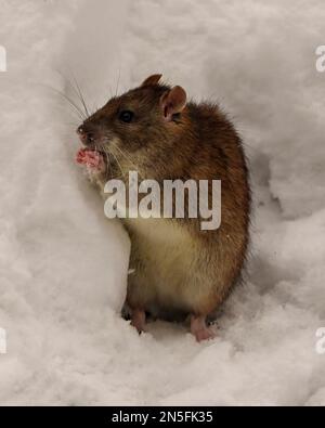 Rat out of its burrow den standing in snow displaying brown fur, ears, eye, whiskers, nose, paws in its environment and habitat surrounding. Stock Photo