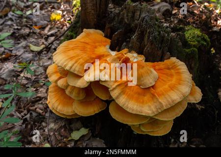 The sulfur-yellow tinder Latin Laetiporus sulphureus is a fungus grown on a tree, a yellowish mushroom. Stock Photo