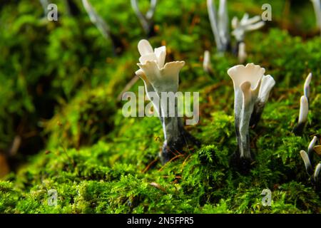 Amazing litte mushroom looks like branches with drops of dew - Xylaria hypoxylon. Stock Photo
