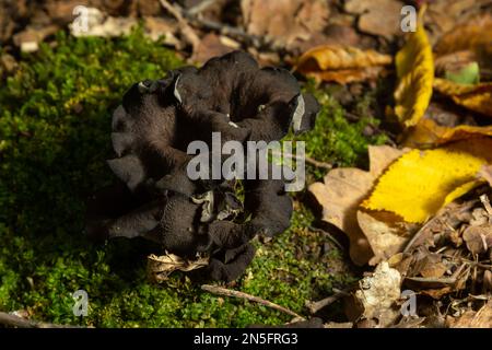Black trumpet mushroom, Horn of Plenty, Caterellus cornucopioides, in lush moss in the forest. Stock Photo