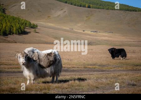 Yak standing on a foothill looking into camera in rural Mongolia. Longhair buffalo in a countryside on a sunny day. Stock Photo