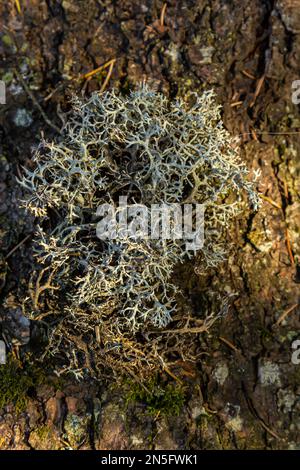 A close-up view of the Cladonia rangiferina, also known as reindeer lichen. Stock Photo