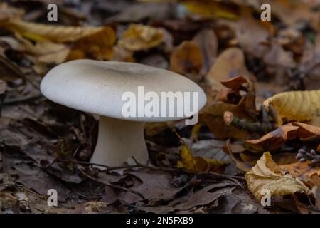 Edible mushroom Clitocybe nebularis in the beech forest. Known as Lepista nebularis, clouded agaric or cloud funnel. Wild mushrooms in the leaves. Aut Stock Photo