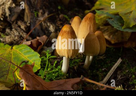 Coprinellus micaceus growing on rotten stumb. Many little mica cap mushrooms in an autumn forest. Group of shiny cap fungi with caps in many shades of Stock Photo