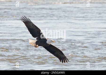 Bald eagle soaring just above the water of the Mississippi River, almost touching the water with its wings. Stock Photo
