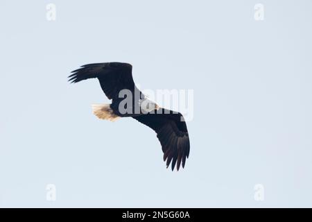 Adult bald eagle with bent wings flying in the blue sky in Davenport, Iowa on a winter day. Stock Photo