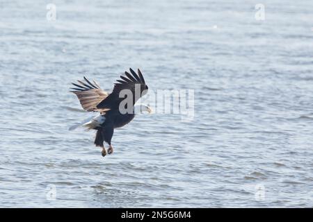 Adult bald eagle, Haliaeetus leucocephalus, fishing on the Mississippi River in Davenport, Iowa on a winter day. Stock Photo