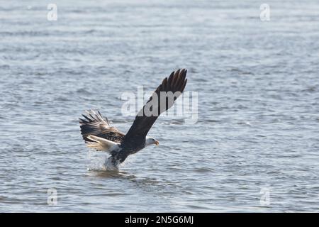 Adult bald eagle,Haliaeetus leucocephalus, making a splash as it catches a fish in Davenport, Iowa on a winter day. Stock Photo