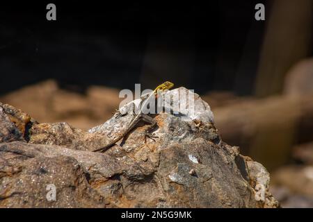 Female Agama Planiceps lizard basking on a rock in Namibia Stock Photo