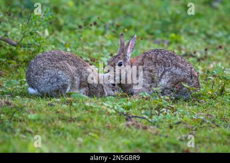 A couple of cute European rabbits playing on the grass Stock Photo