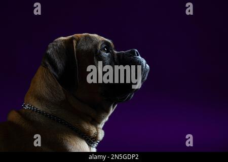 bullmastiff» HD wallpapers