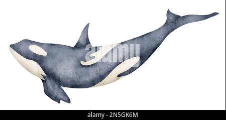 Watercolor illustration of black Killer Whale. Hand drawn illustration of Orca on isolated background. Beautiful realistic underwater mammal sea animal. Drawing of Orcinus for big poster or zoology. Stock Photo