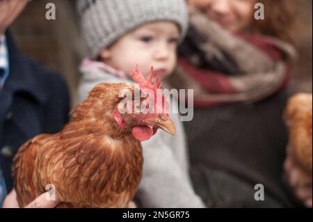 Close-up of chicken bird with family in the background, Bavaria, Germany Stock Photo