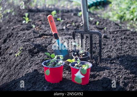 Potted plant with trowel and digging fork in field, Bavaria, Germany Stock Photo