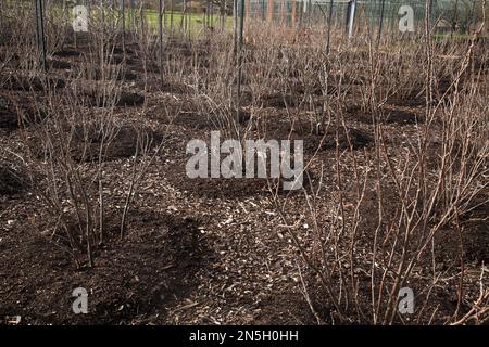 soft fruit bushes growing in winter wisley surrey england Stock Photo