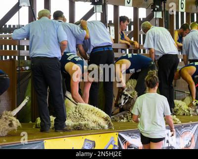 Male shearers watched by judges, take part in speed sheep shearing tournament (mechanical shears) - Great Yorkshire Show shed, Harrogate, England, UK. Stock Photo