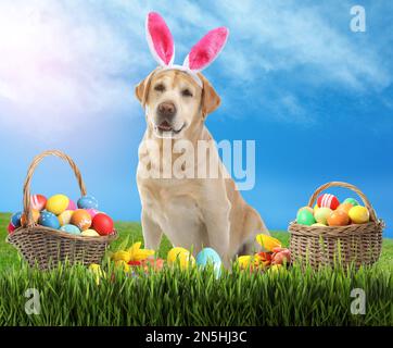 Colorful Easter eggs and cute dog with bunny ears headband outdoors Stock Photo