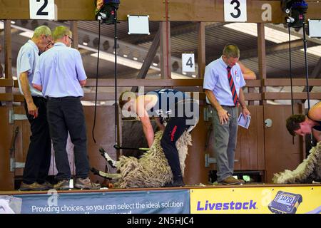 Male shearers (competitors) watched by judges, take part in speed sheep shearing competition in shed - Great Yorkshire Show, Harrogate, England, UK. Stock Photo