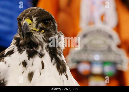 Taima the Hawk visits the Seahawks' new Valley Pro Shop